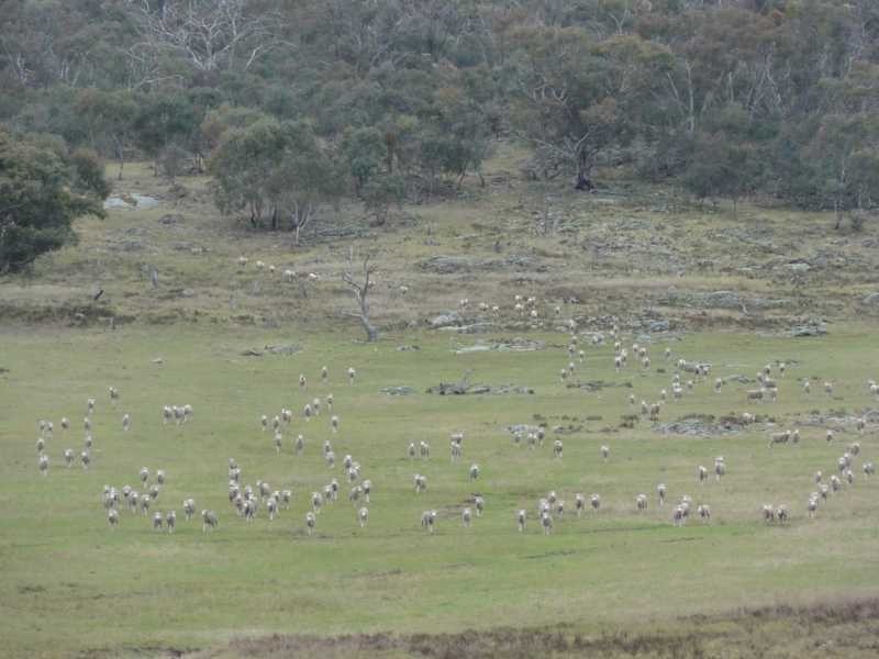 Beverley Hills Mahomets Lane, Bethungra NSW 2590