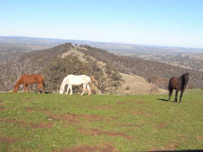 Tall Timbers Reno Road, Gundagai NSW 2722