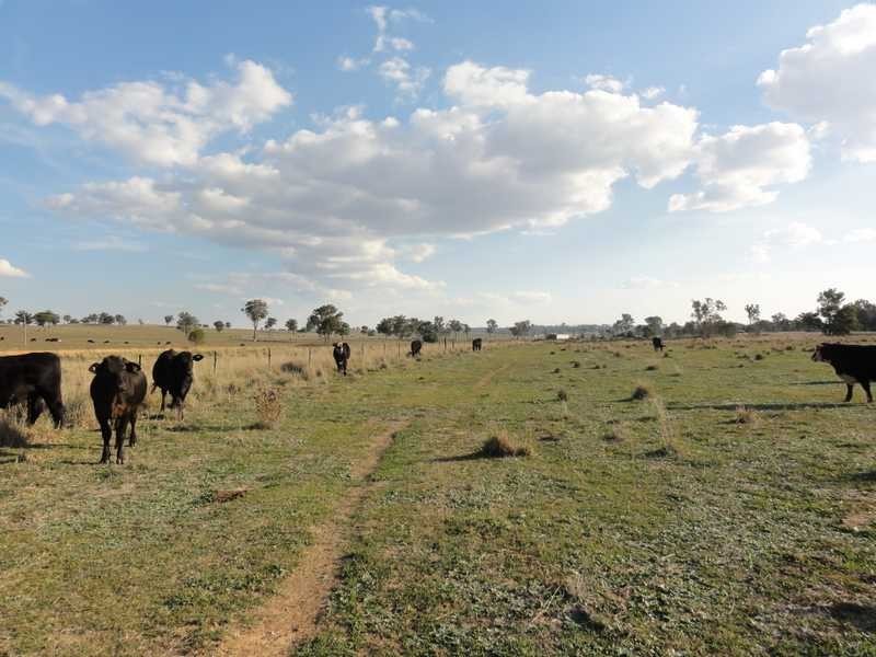2421 Humula Road, Tarcutta NSW 2652