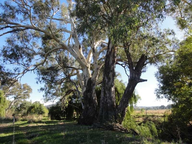 Lot 1 Adelong Road, Tumblong NSW 2729