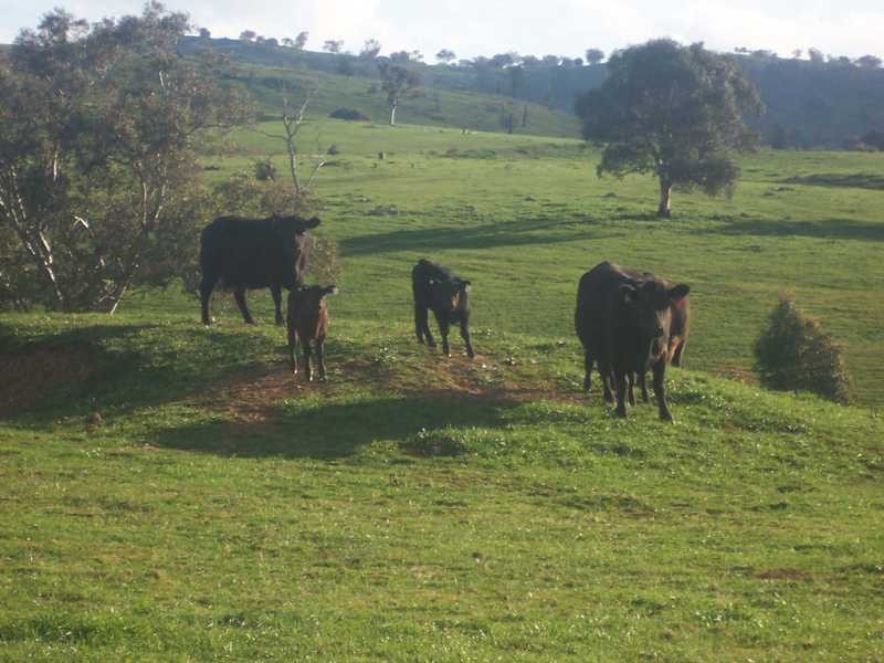 Lot/3 Yammatree Creek, Gundagai NSW 2722