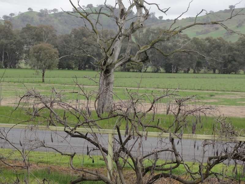 1404 Brungle Road, Brungle NSW 2722