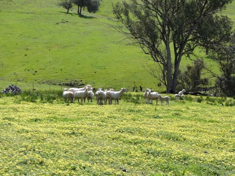 1185 Burra Road, Gundagai NSW 2722