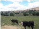891 Grahamstown Road, Adelong NSW 2729