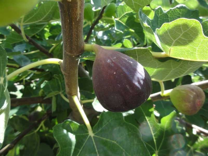 Back Sandy Gully Road, Adelong NSW 2729