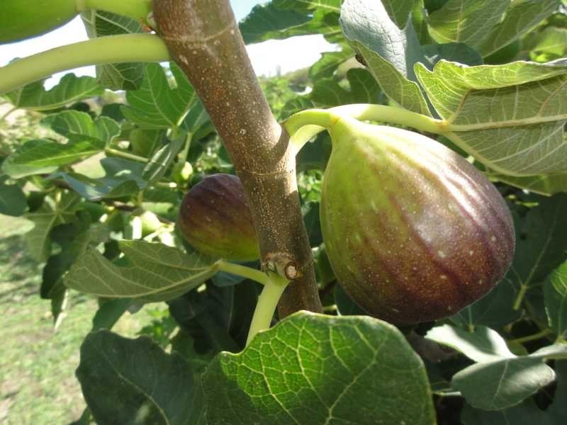 Back Sandy Gully Road, Adelong NSW 2729