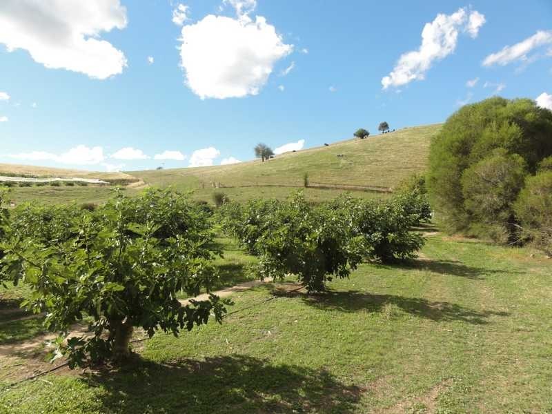 Back Sandy Gully Road, Adelong NSW 2729