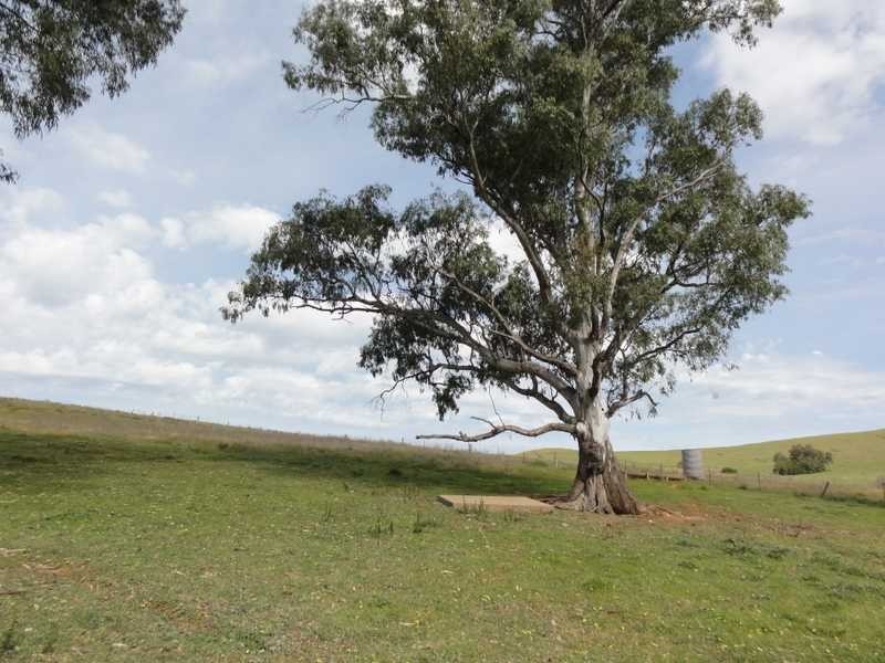 18 Neil McInerney, Gundagai NSW 2722