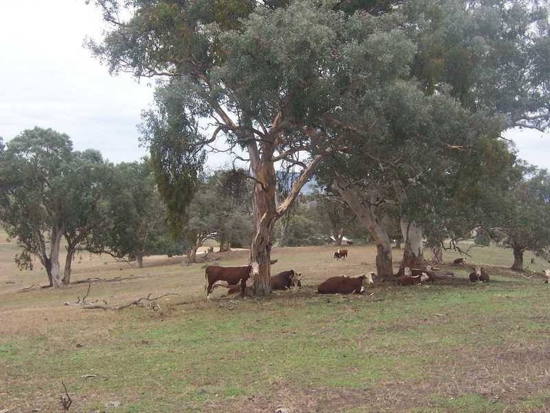 6342-68 Califat Road, Adelong NSW 2729