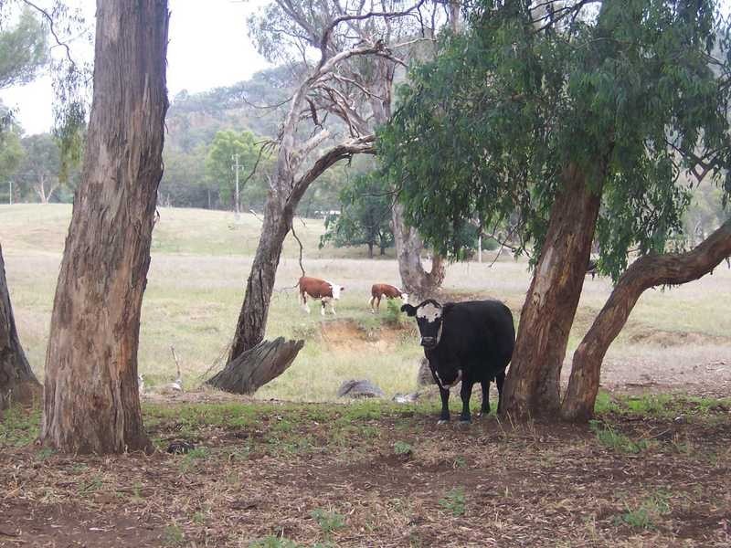 Lot/167 Gocup Road, Tumut NSW 2720