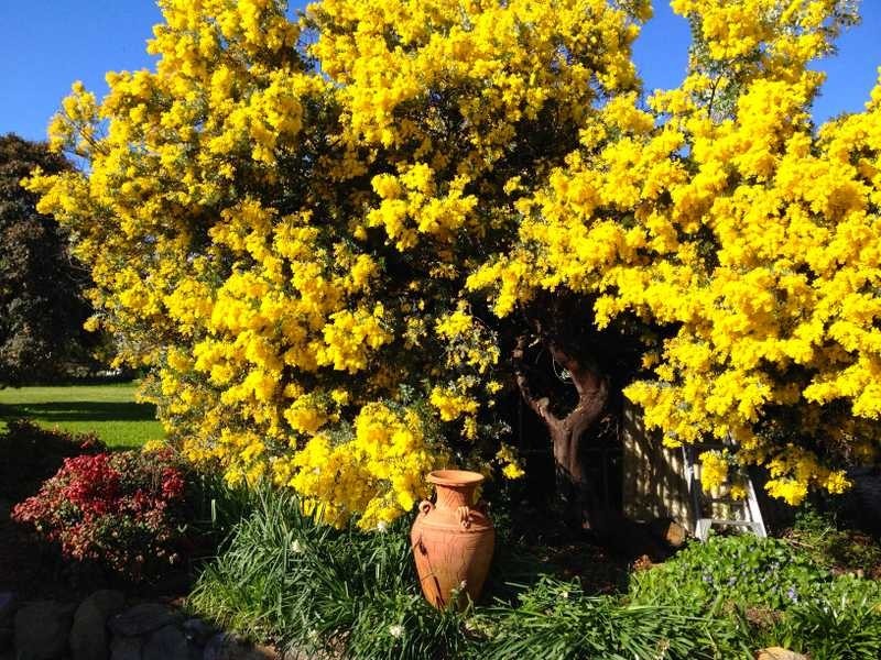 85 Mount Street, Gundagai NSW 2722