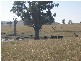 145 Merrimac Brungle Road, Gundagai NSW 2722