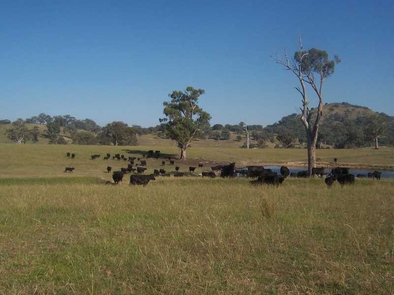 145 Merrimac Brungle Road, Gundagai NSW 2722