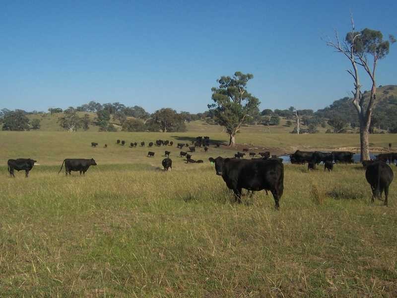 145 Merrimac Brungle Road, Gundagai NSW 2722