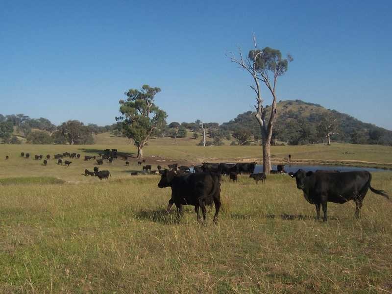 145 Merrimac Brungle Road, Gundagai NSW 2722