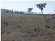 145 Merrimac Brungle Road, Gundagai NSW 2722