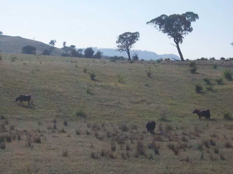 145 Merrimac Brungle Road, Gundagai NSW 2722