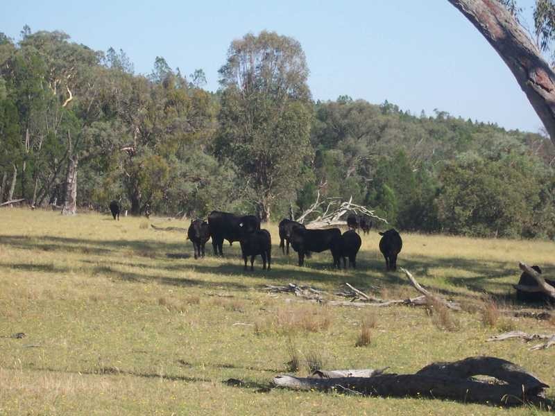 145 Merrimac Brungle Road, Gundagai NSW 2722