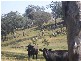 145 Merrimac Brungle Road, Gundagai NSW 2722