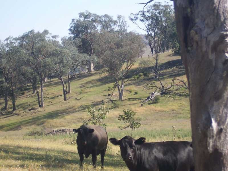 145 Merrimac Brungle Road, Gundagai NSW 2722