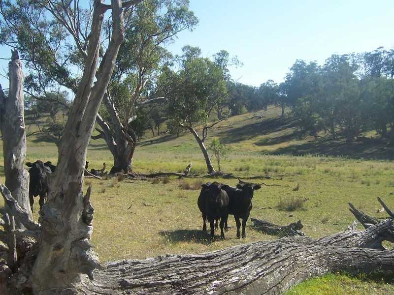 145 Merrimac Brungle Road, Gundagai NSW 2722