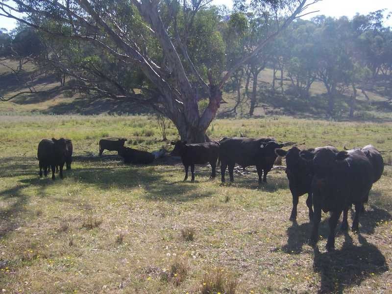 145 Merrimac Brungle Road, Gundagai NSW 2722