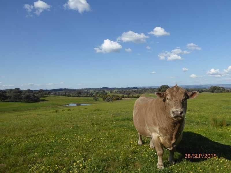 ‘Gunnedoo’ Keajura Via, Tarcutta NSW 2652