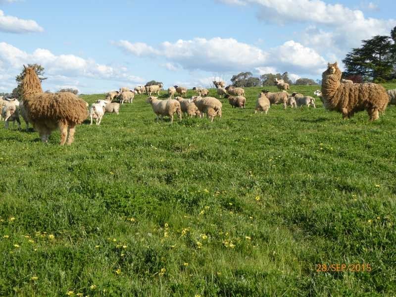 ‘Gunnedoo’ Keajura Via, Tarcutta NSW 2652