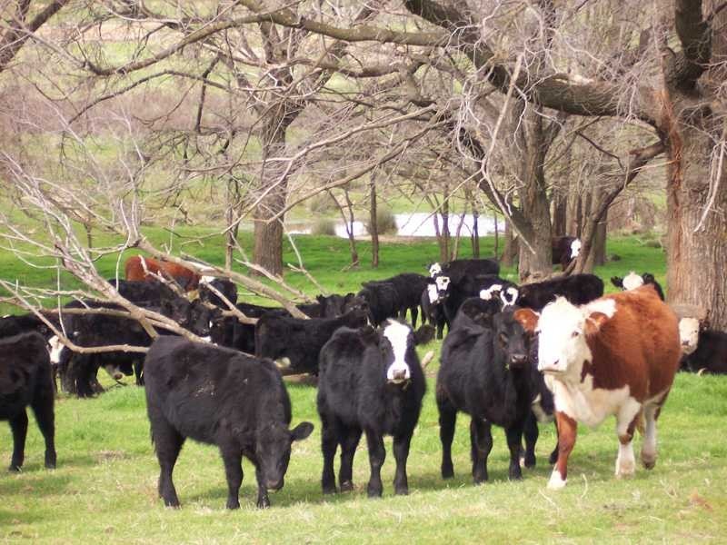 Lot/23 – 28 Jones Creek Subdivision, Gundagai NSW 2722