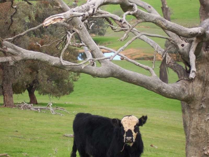 Lot/23 – 28 Jones Creek Subdivision, Gundagai NSW 2722