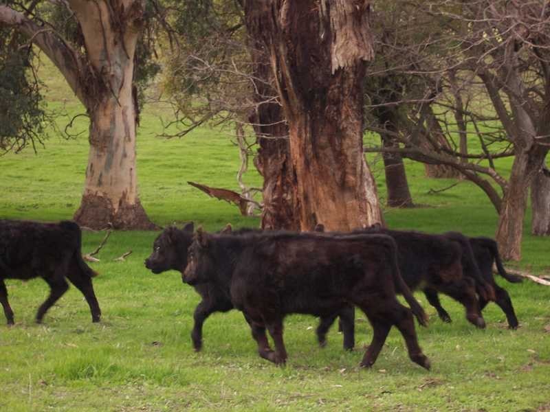 Lot/23 – 28 Jones Creek Subdivision, Gundagai NSW 2722