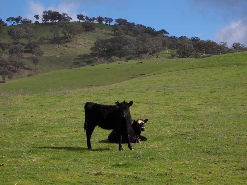 Lot/23 – 28 Jones Creek Subdivision, Gundagai NSW 2722