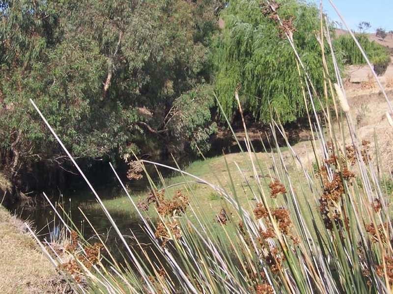 Rose Farm Muttama Road, Coolac NSW 2727