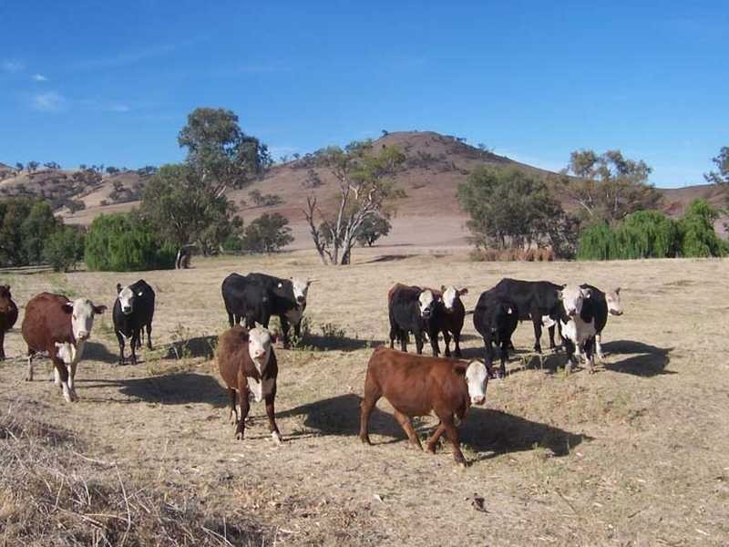 Rose Farm Muttama Road, Coolac NSW 2727