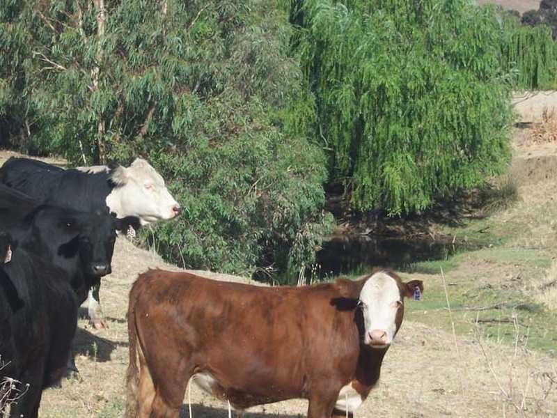 Rose Farm Muttama Road, Coolac NSW 2727