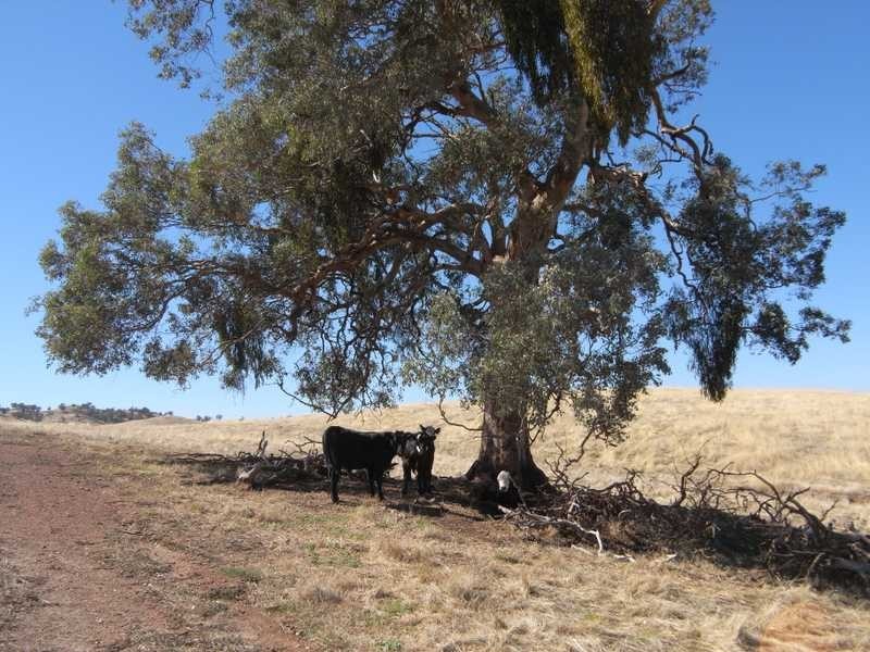 Lot/1 Gocup Road, Gundagai NSW 2722