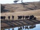 . Bidgee Jim, Gundagai NSW 2722