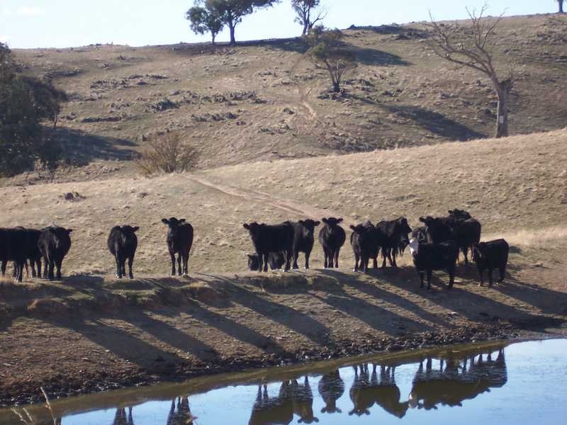 . Bidgee Jim, Gundagai NSW 2722