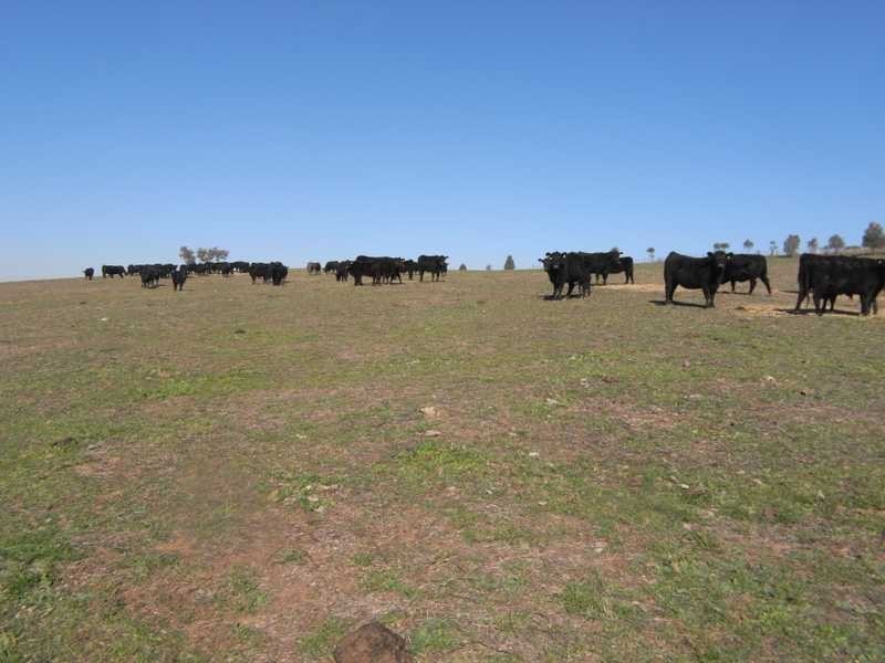 Lot/103 Old Burkleigh Estate, Gundagai NSW 2722