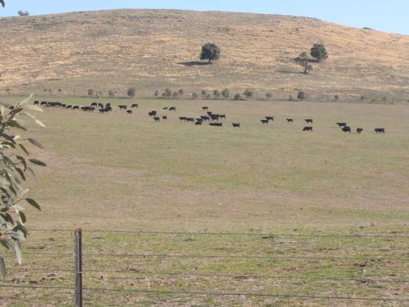 Lot/103 Old Burkleigh Estate, Gundagai NSW 2722