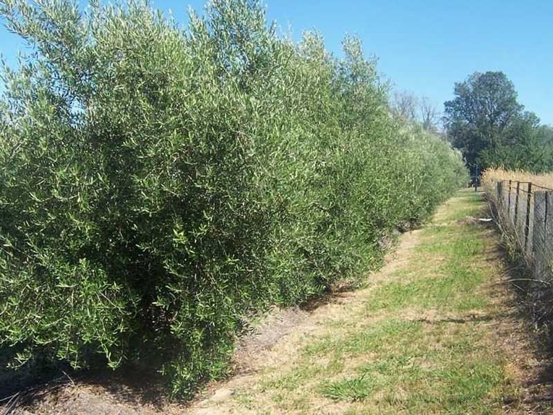 2004 Gocup Road, Gundagai NSW 2722