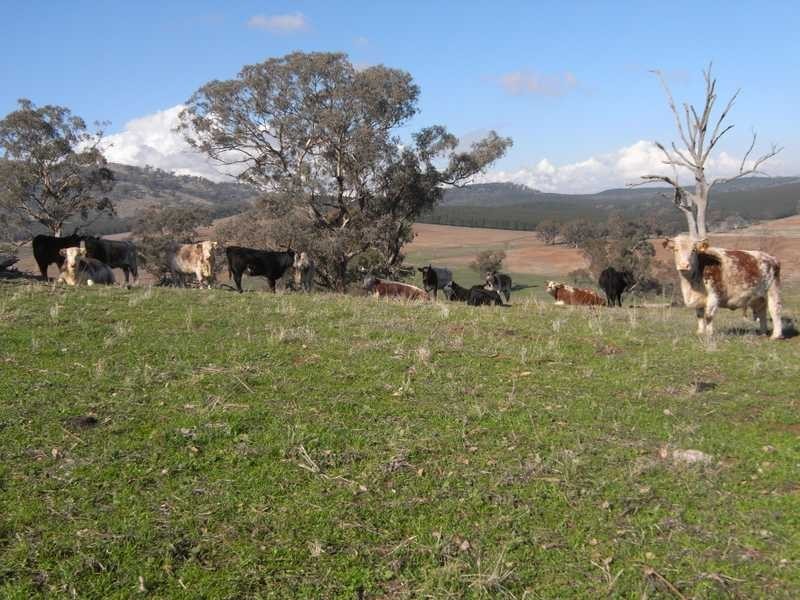 Outback Darbalara Road, Darbalara NSW 2722