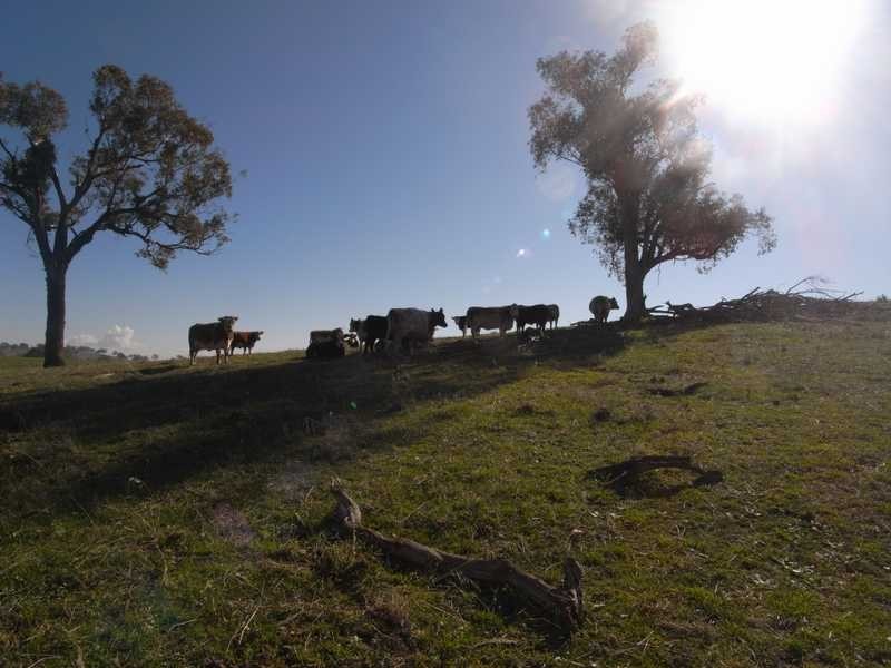 Outback Darbalara Road, Darbalara NSW 2722