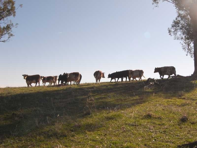 Outback Darbalara Road, Darbalara NSW 2722