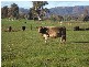 9 Lewins Lane, Tumblong NSW 2729