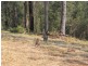 Lot/53 Glider Spur, Kew NSW 2439
