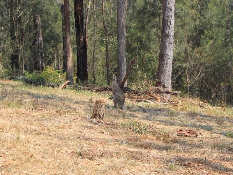 Lot/53 Glider Spur, Kew NSW 2439