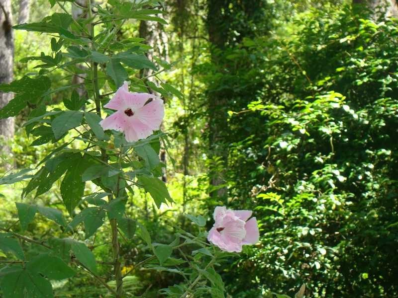 Johns River NSW 2443