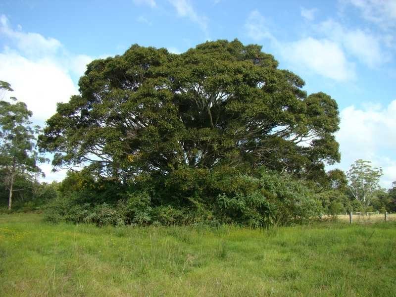 Logans Crossing NSW 2439