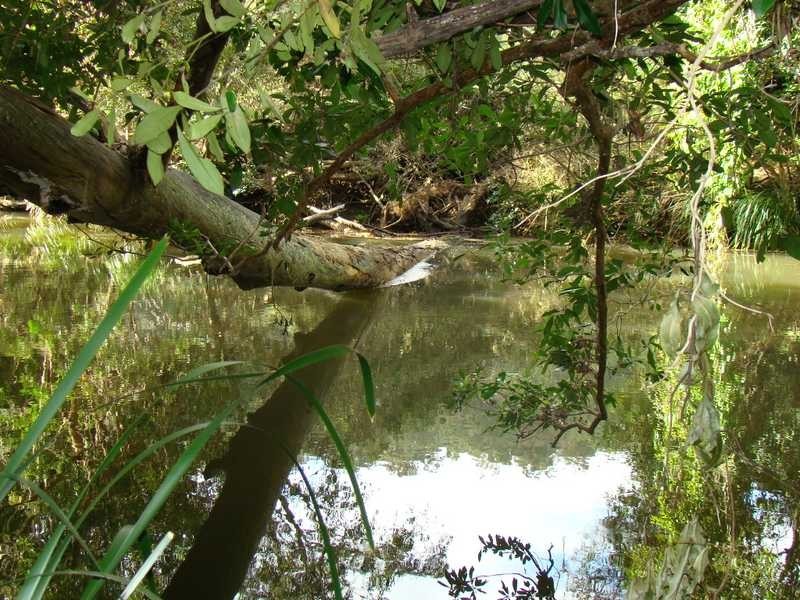 Logans Crossing NSW 2439